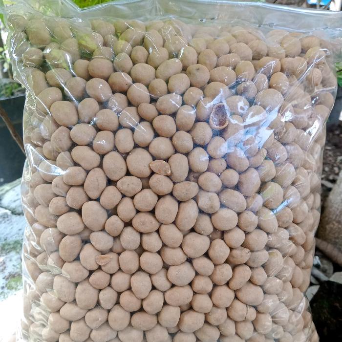 

kacang telor panggang/kacang atom bima 500