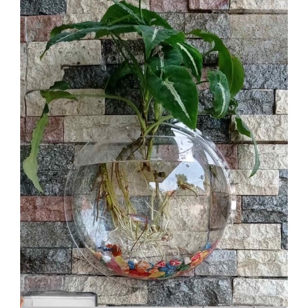 Jual [READY] Vas Bunga Acrylic Bening Tempel Dinding Hiasan Vas Tanaman Aquarium Terrarium