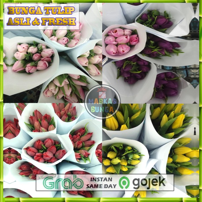 BUNGA TULIP SEGAR ASLI / TULIP BUNGA SEGAR ASLI