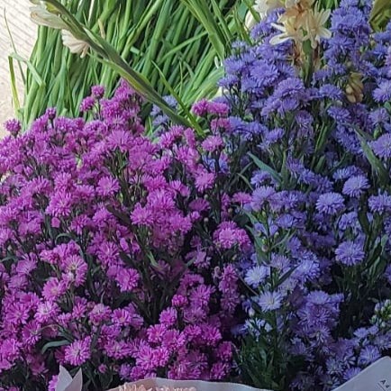 BUNGA PIKOK ASLI, RANGKAIAN BUNGA , BUNGA BATANGAN