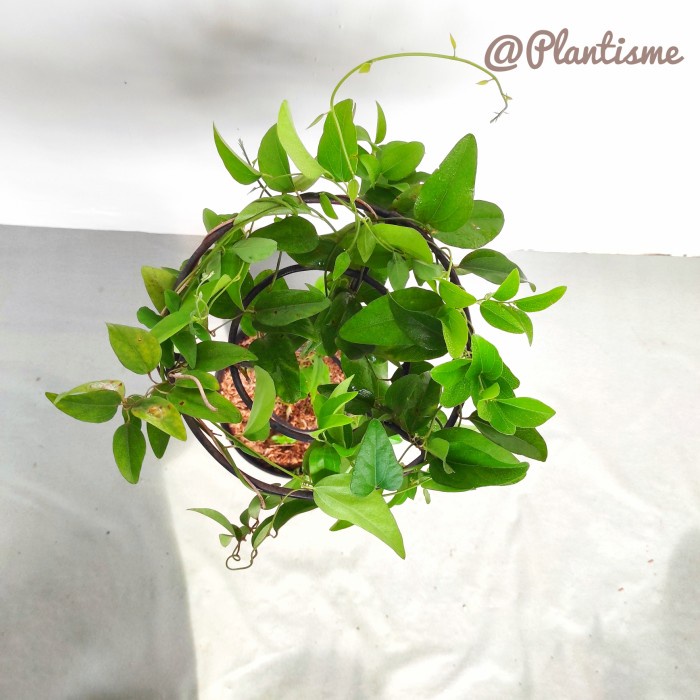 GoGreen Star Tower Planter Mini Tanaman Rambat Cincau Anggur Binahong Bunga Mawar