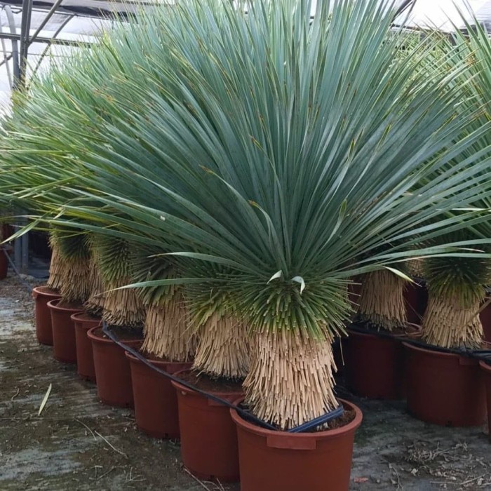 Terlaris Tanaman Hias - Pohon Bibit Palm Yucca Rostrata Tinggi 50Cm