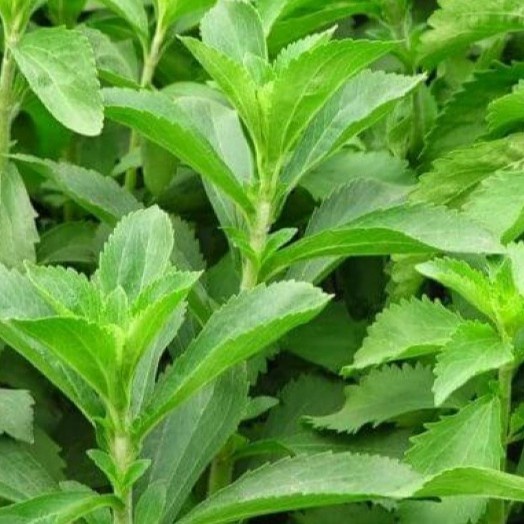 

Gula Stevia Bubuk Halus kemasan 250 gram Stevia Sugar Powder