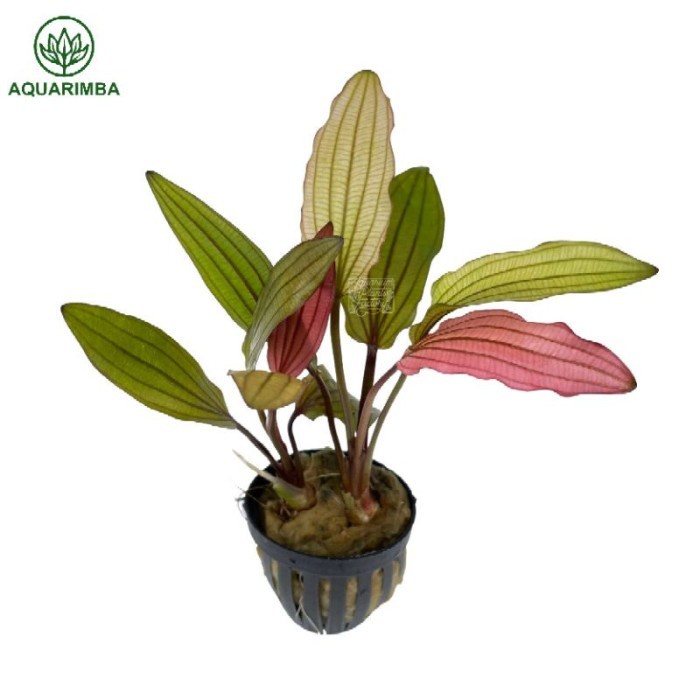 (BestSeller) Paket 10 Jenis Tanaman Aquascape ( Stem Karpet Echinodorus )