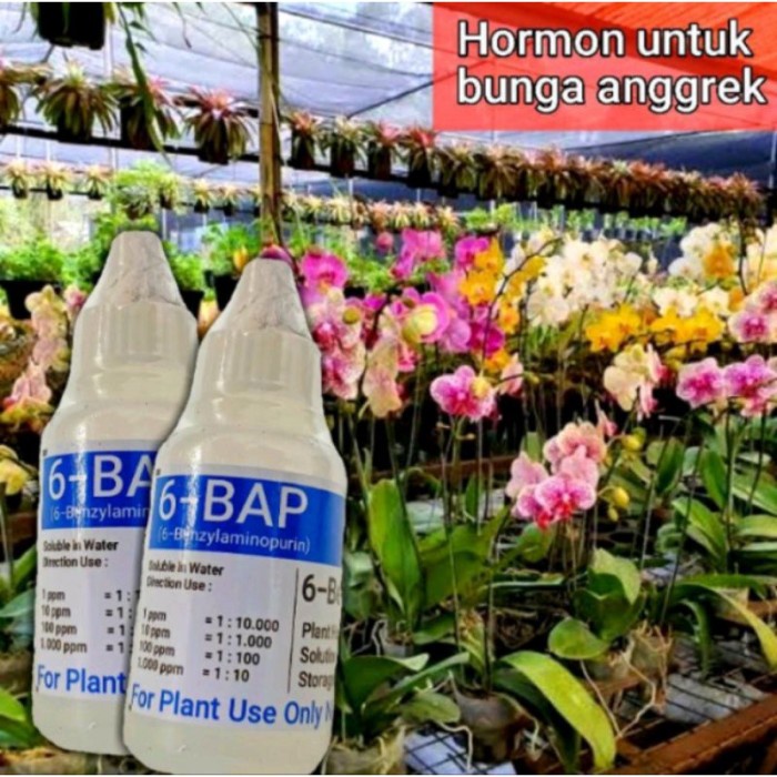 [BestSeller] HORMON 6 BAP MERAH HORMON 6 BAP BIRU HORMOH 6 BAP HIJAU 6-BAP BENZYL AMINO PURIN