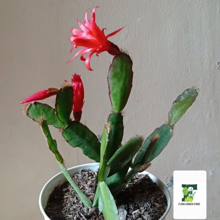 [BestSeller] Tanaman Hias Wijaya Kusuma Bunga Merah Asli - Wijaya Kusuma kepiting