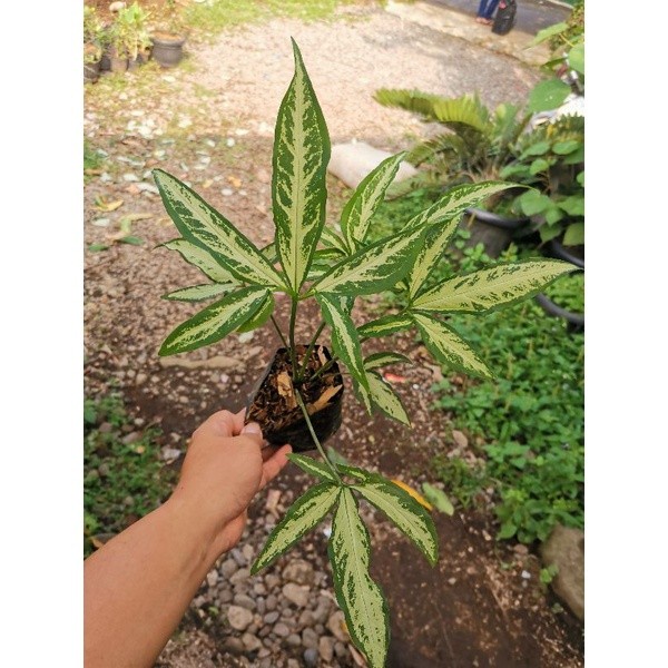 Tanaman hias Syngonium jari / Syngonium angustatum