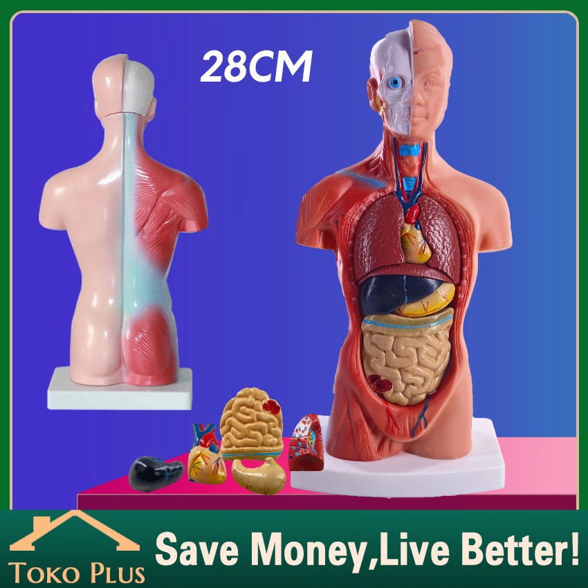 

Torso Model Anatomi Tubuh Manusia Laki-Laki Dan Perempuan Setengah Badan Human Body Torso Alat