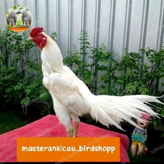 ayam Bangkok putih limited edition super original mewah mempesona