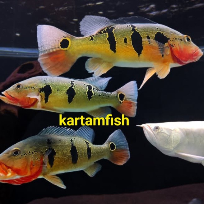 peacock bass fogo pbass fogo