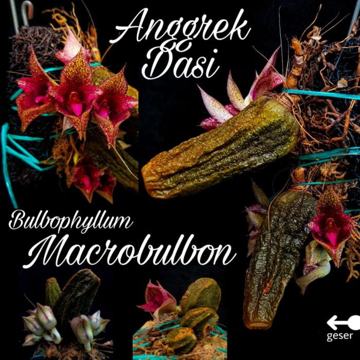 PREMIUM Anggrek DASI KOLEKTOR Bulbophyllum Macrobulbon FOUL SMELLING FLOWERS