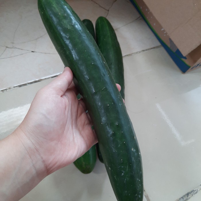 

Timun Jepang (Kyuri)