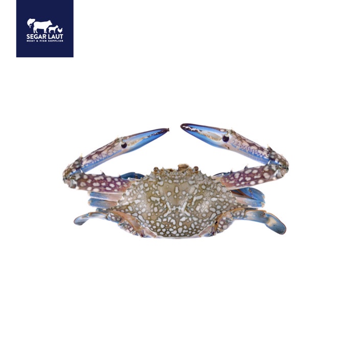 

Promo Terbatas Kepiting Soka Frozen Soft Shell Crab Premium Aman