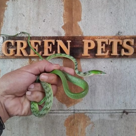 New Mainan Ular Pucuk Mycterizans Best Quality