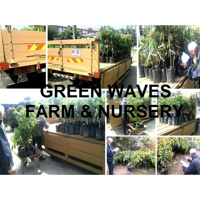 BIBIT DURIAN OCHEE/DURI HITAM/BLACK THORN (D200) 60 CM - 80 CM