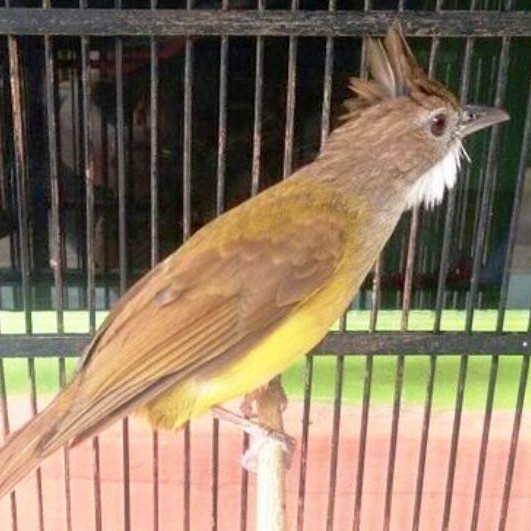 burung cucak jenggot jawa bahan prospek rajin bunyi mewah