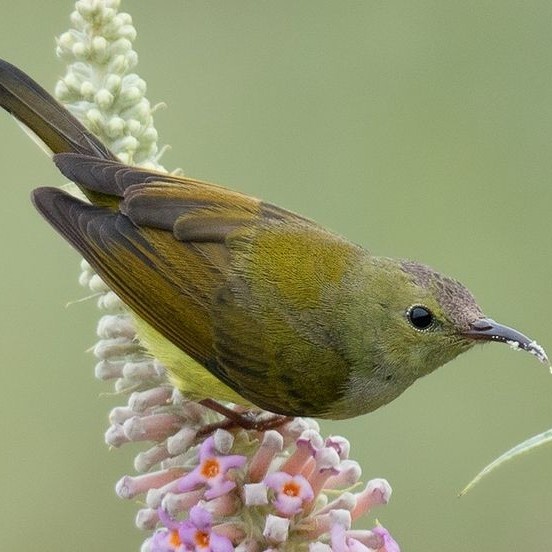 burung kolibri ninja dada merah betina pilihan
