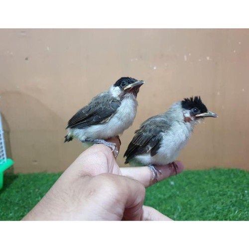 Burung anakan kutilang lolohan istimewa
