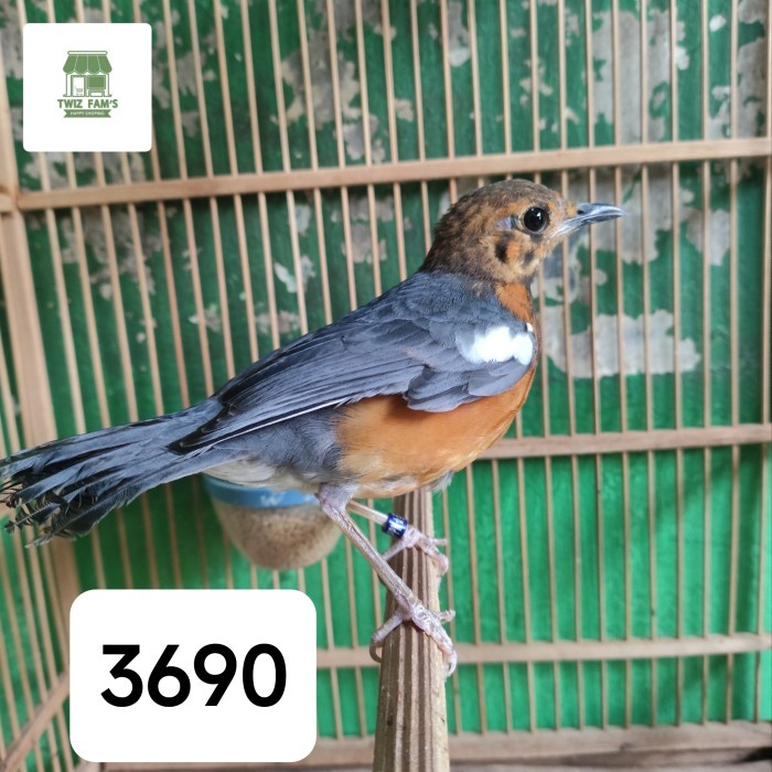 Enha Pet House - Burung Anis merah trotol jantan