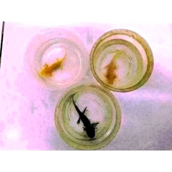 Super Sale Axolotl Banyak Varian Murah