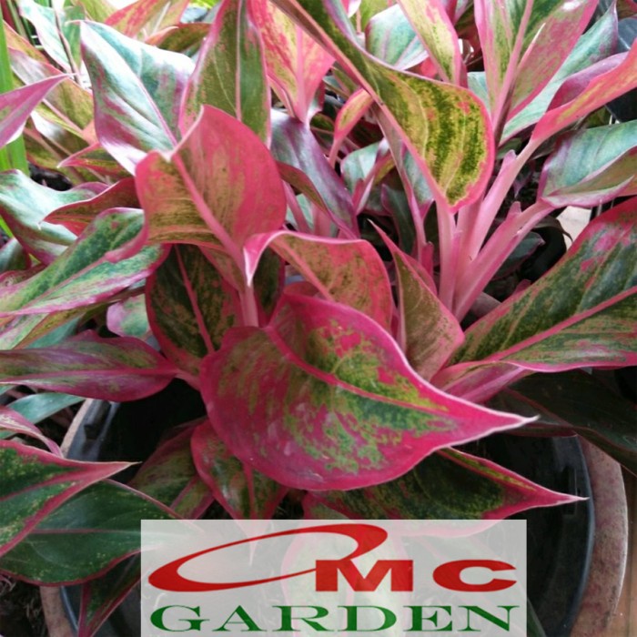 Aglonema Pink Lipstick Lipstik Merah Muda Siam Aurora Sri Rejeki 1520 Kode 099