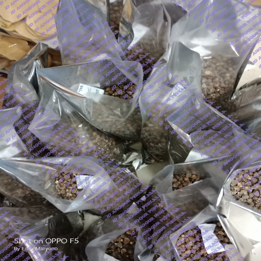 

A 500Gr Biji Kelor Premium / La Mu Zi / Moringa - (Vaccum)