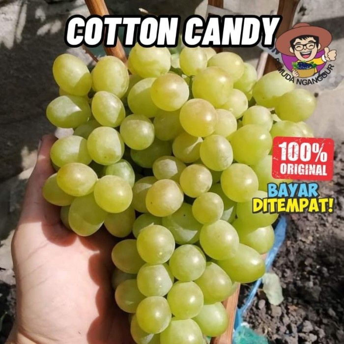 

Bibit Anggur Cotton Candy / Permen Kapas Valid 100% PEMUDA NGANGGUR