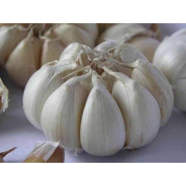 

Lezat- bawang putih sinco 1kg kering Kualitas Super asli dari garut Bahan Pedas Masakan Rempah