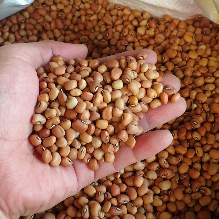 

Kacang tolo import/kacang tunggak 1kg.