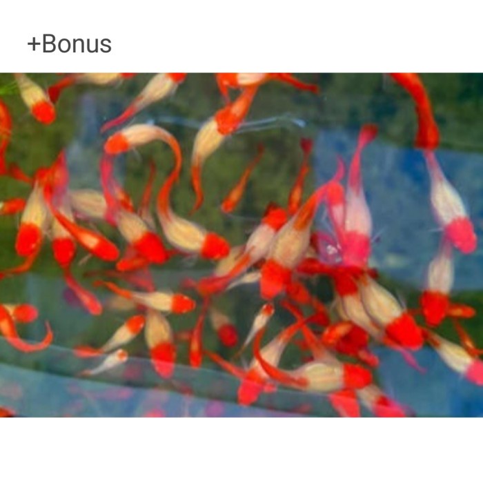 Ikan Guppy SS koi(snake skine)