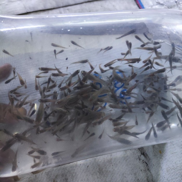 Ikan Cere Hidup Pakan Ikan Predator