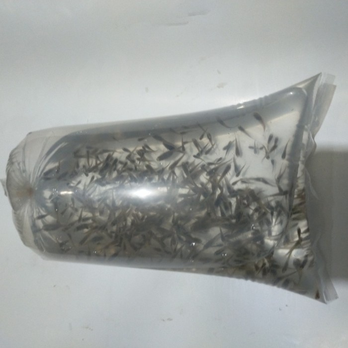 IKAN CERE PAKAN IKAN PREDATOR
