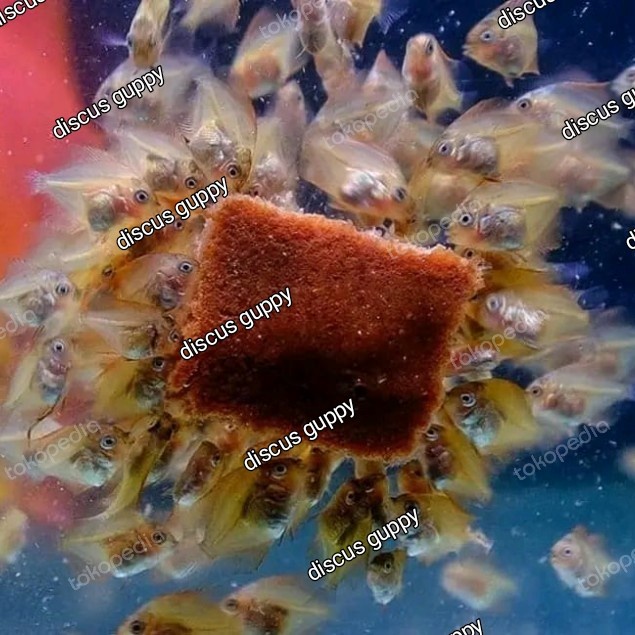 Pet- burger khusus burayak ikan discus/indukan