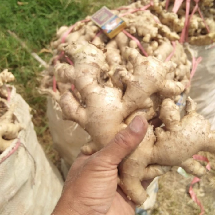

Jahe Gajah / Jahe Putih Fresh