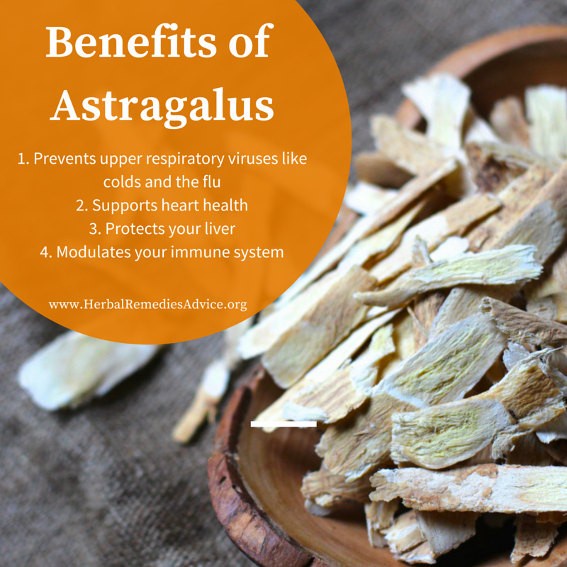 

BEST !! Astragalus Membranaceus Root Loose Tea / Huang Qi - 50 Gram