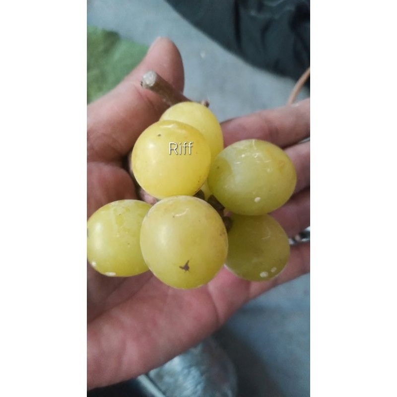 BIBIT ANGGUR SHINE MUSCAT KOREA