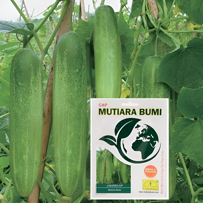 murah- Benih Timun Mentimun Ketimun Amanda Cap Mutiara Bumi Tipe Putih Kehijauan Isi 400 Butir