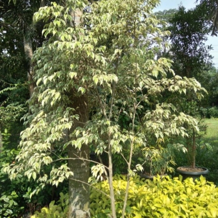 New Jual Pohon Beringin Putih Varigata Tinggi 2M Original