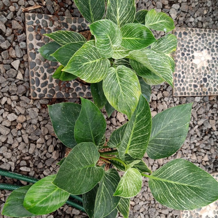 New Tanaman Hias Philodendron Birkin Rimbun Promo Readyy