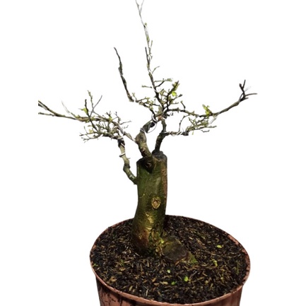 Hot Sale Bonsai Serut Mame Cantik Siap Pajang Tua Berkarakter Original