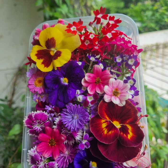 

Mixed Edible Flower (50 pcs) - campuran Hotel & Resto
