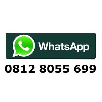 gibbiceps pleco albino l083 - sapu sapu mentega