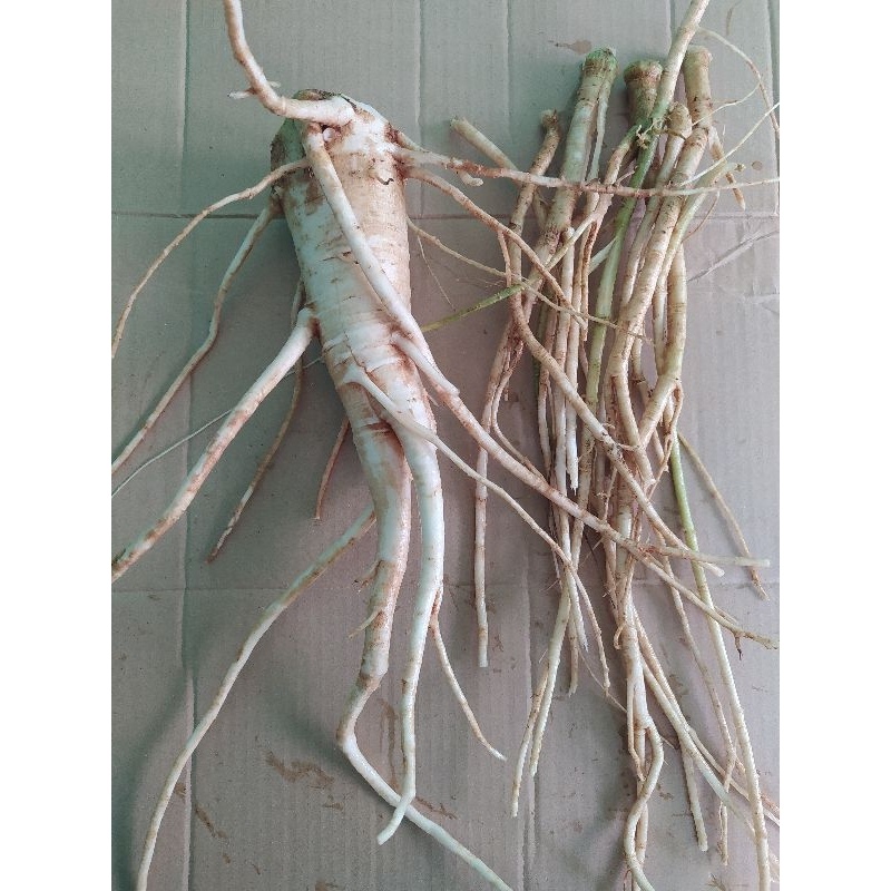 

FRESH akar pepaya jantan/ pepaya gandul paket bersih 1 kg