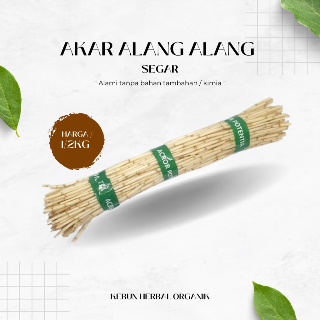 

FRESH AKAR ILALANG ATAU ALANG ALANG SEGAR 500GR