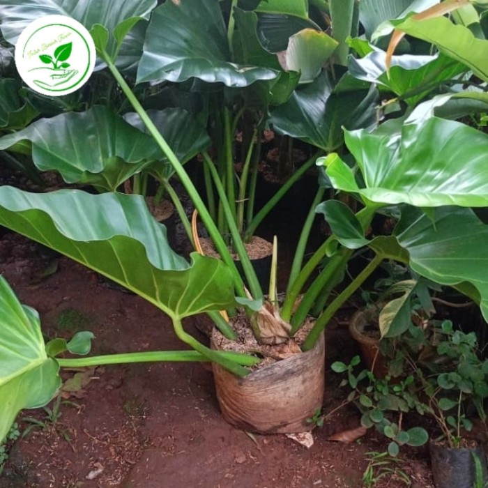 Sale Terbatas Philo Marble Ukuran Besar Aman