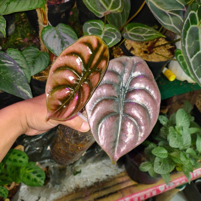 Promo Terbatas Alocasia Red Secret / Cuprea Philipina Aman