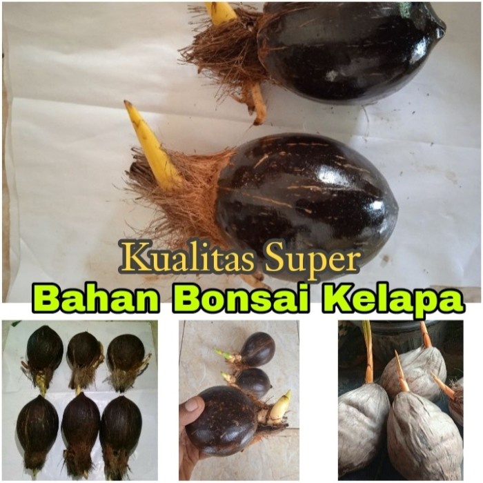 (Expert) Bonsai Kelapa/Bahan Bonsai Kelapa/Bonsai Kelapa Gading/Bonsai minion