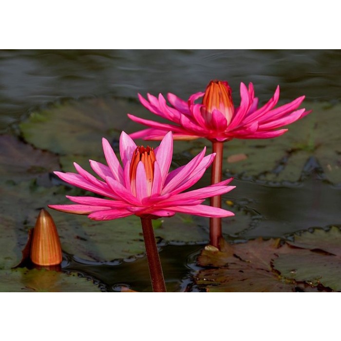 Fresh Flower Bibit / Benih / Biji Bunga Teratai Nymphaea Water Lily - 10 Biji