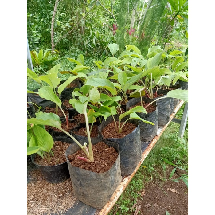 Fresh Flower Bibit Kunyit Hitam Ori - Bibit Kunyit Hitam Asli