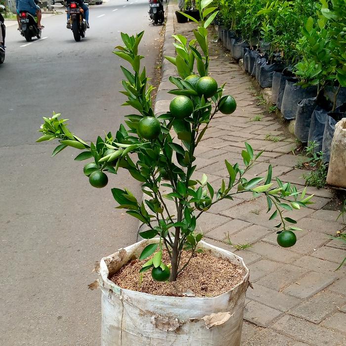 Fresh Flower Pohon Jeruk Manis Medan/Pohon Buah Jeruk/Tanaman Jeruk Berbuah